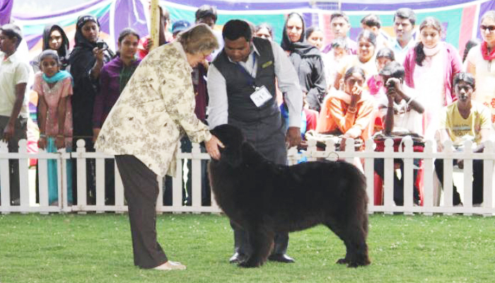 Image Caption